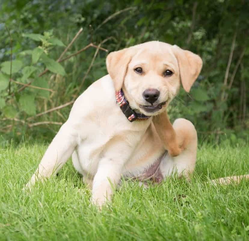 Labrador Puppy Itching