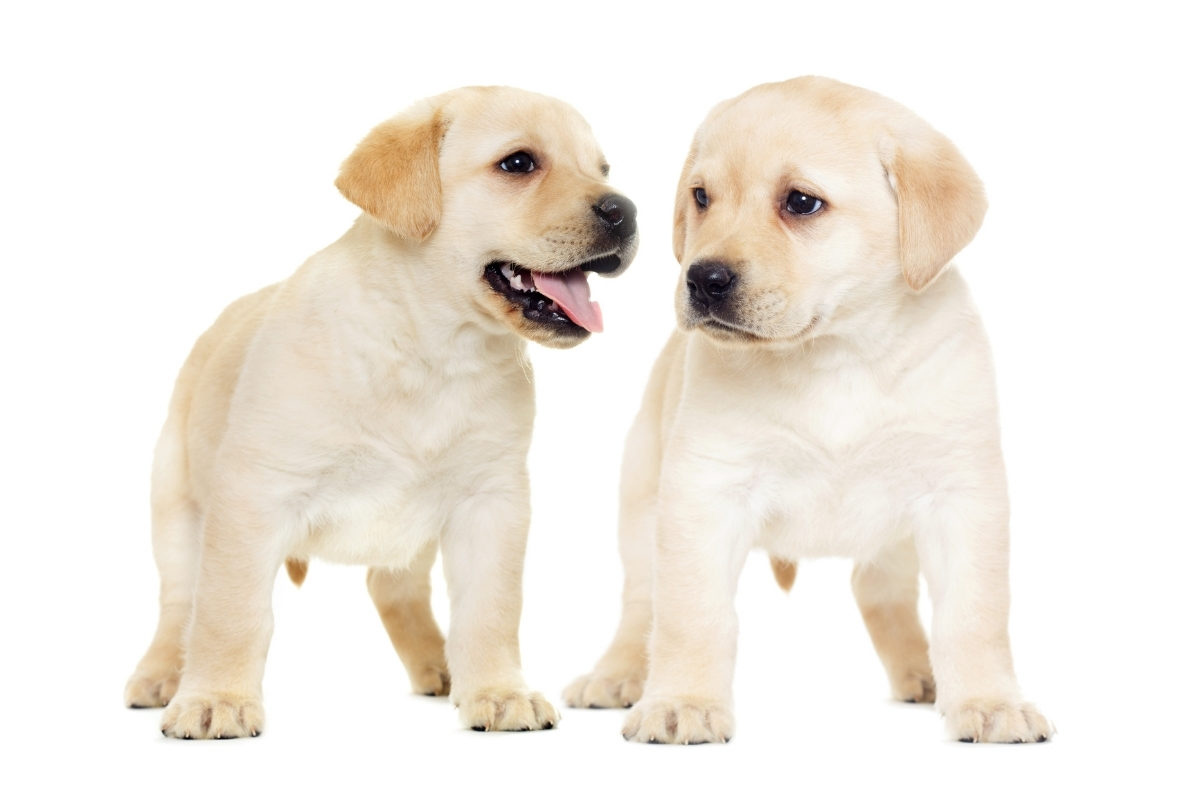 Two Labrador Puppies. Labrador Puppy Training Schedule