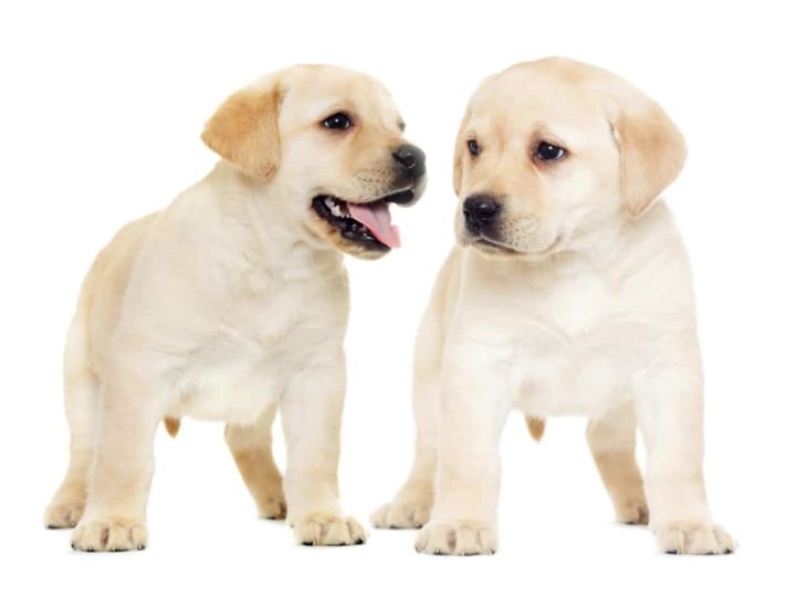Two Labrador Puppies. Labrador Puppy Training Schedule