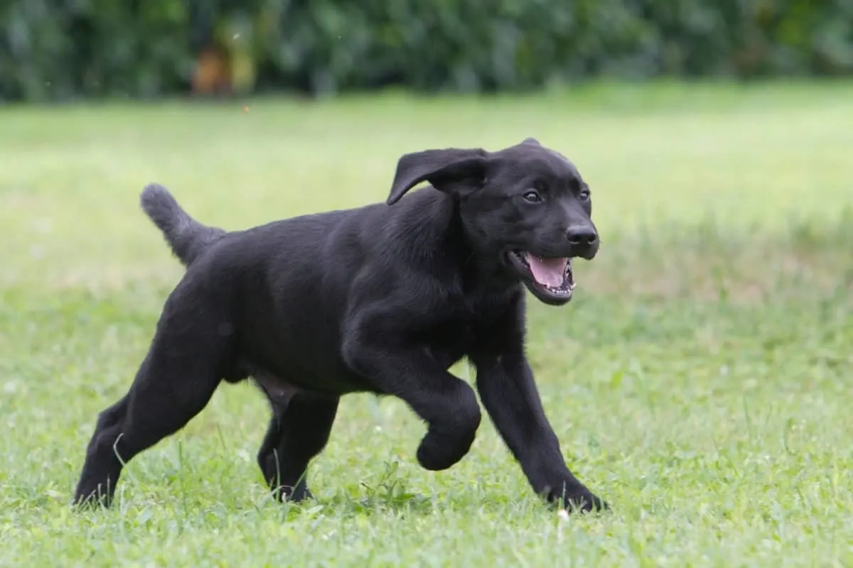 Young Lab Puppy. Labrador Training Schedule