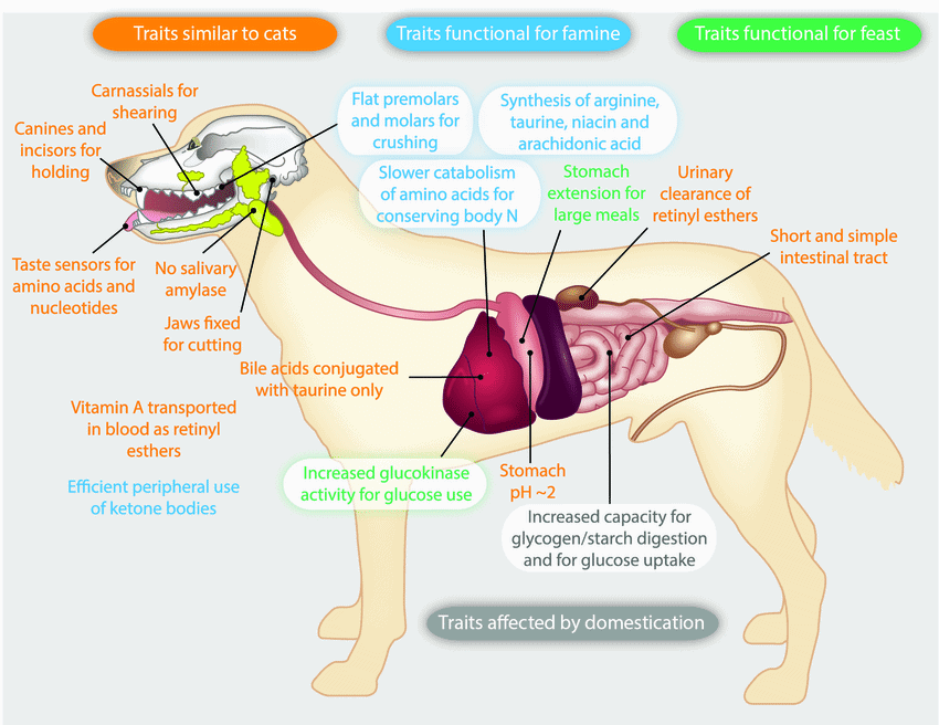 Diagram showing Omnivorous Dog Traits