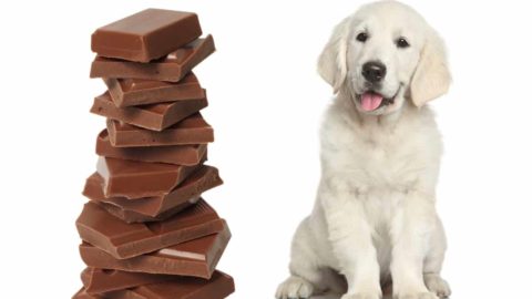 What Foods are Toxic to Golden Retrievers? 27 Bad Foods!