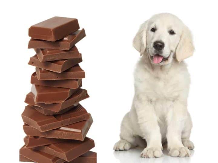 A Golden Retriever Puppy looking at a huge pile of chocolate. What Foods are Toxic to Golden Retrievers?