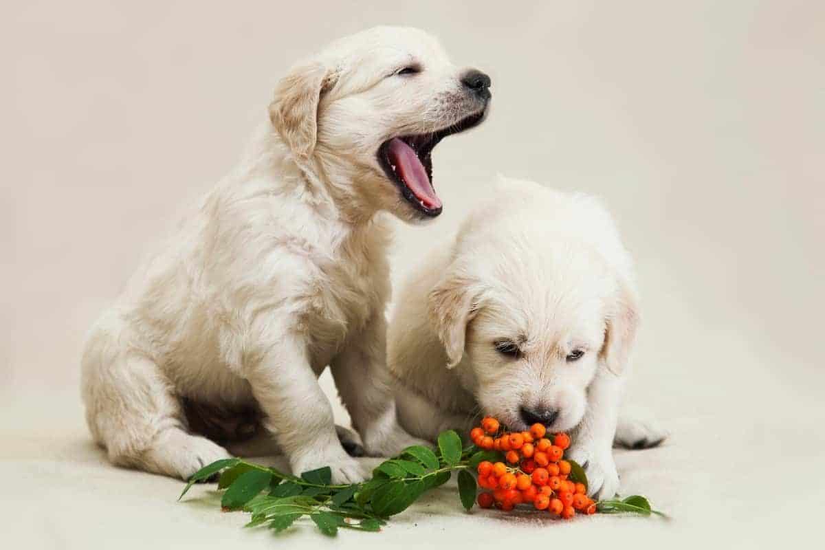 Golden Retriever Puppies with oranges. What Fruits Can Golden Retrievers Eat?