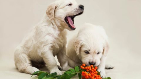 What Fruits Can Golden Retrievers Eat? 29 Dog Friendly Fruits