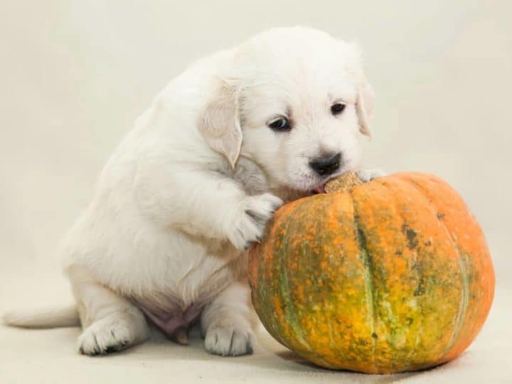 A Golden Retriever puppy eating pumpkin. What Vegetables Can Golden Retrievers Eat?