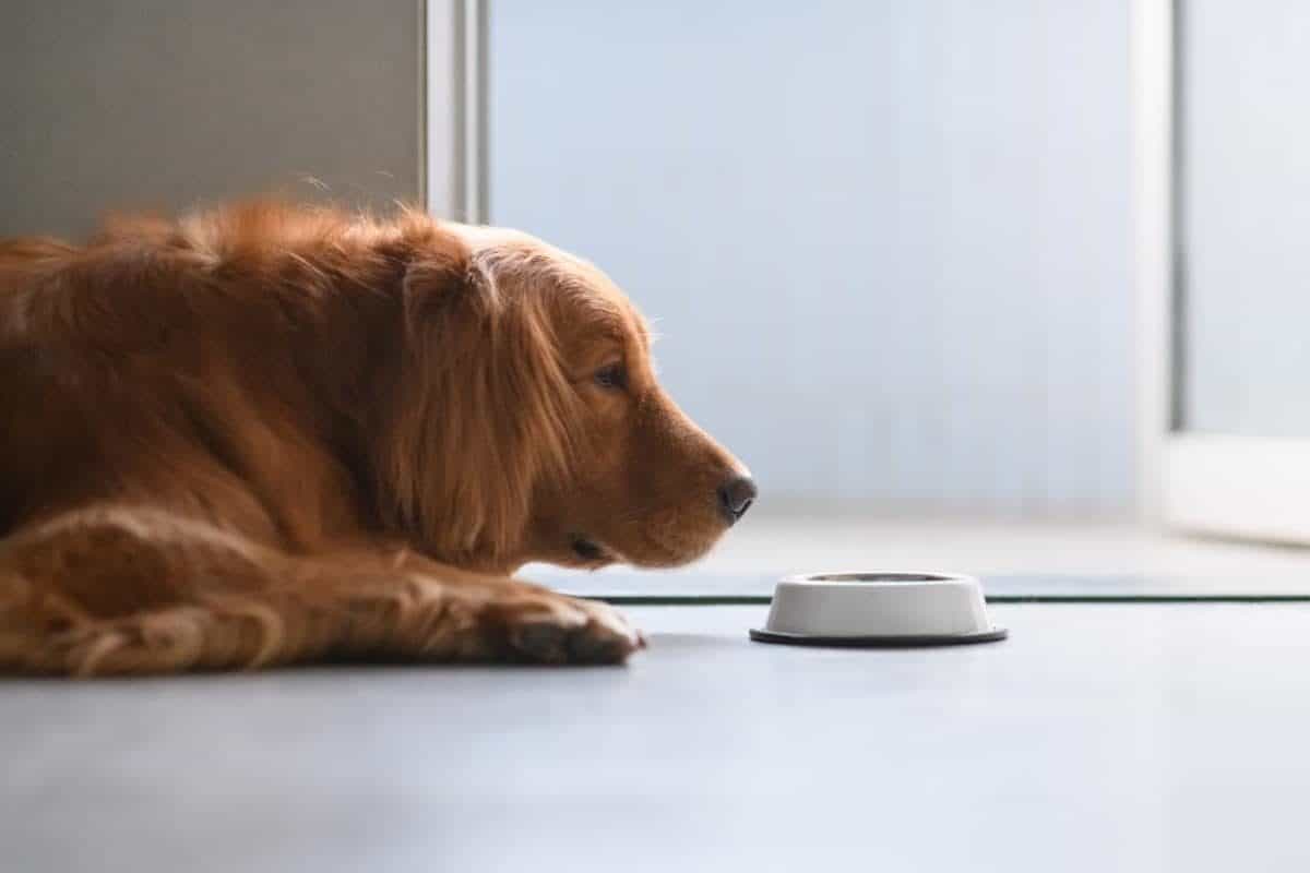A Golden Retriever staring at his food bowl uninterested. 