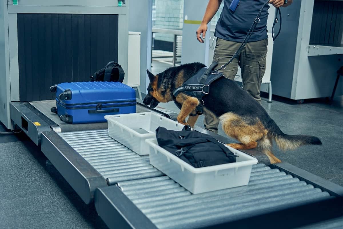 Working German Shepherd at the airport sniffing luggage. 