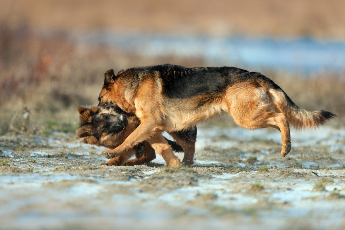 Two German Shepherds playing hard. Do German Shepherds Play Rough?