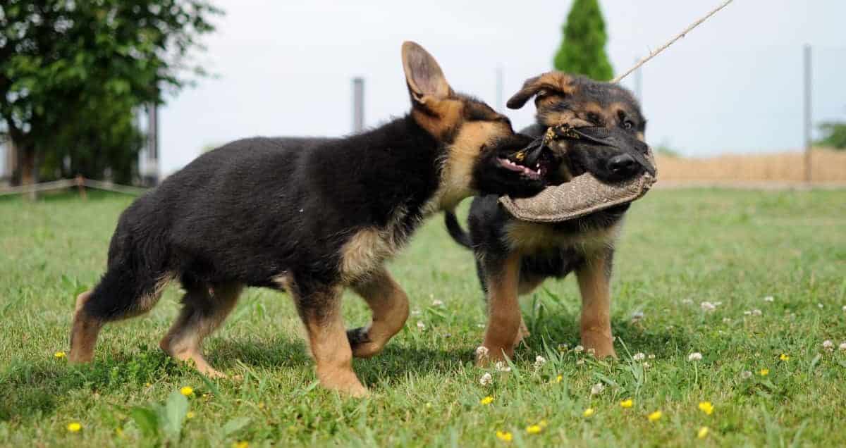 Two German Shepherd puppies playing tug-o-war in the garden.