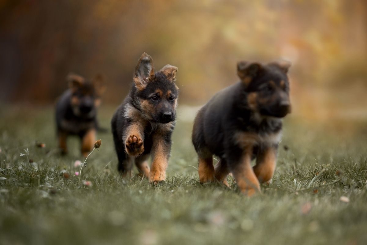 Three cute German Shepherd Puppies walking in a line. How to Exercise a German Shepherd Puppy