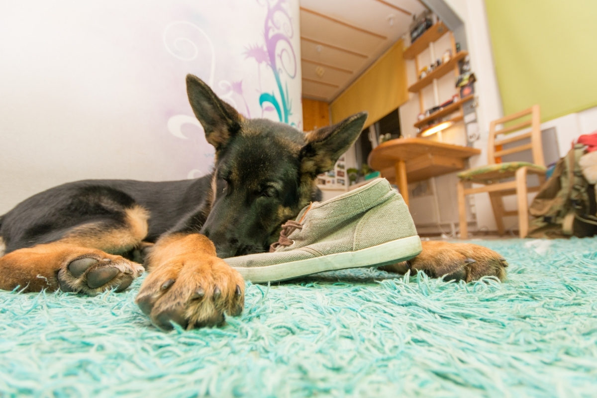 A German Shepherd Puppy Chewing a Shoe. How to Stop a German Shepherd from Chewing
