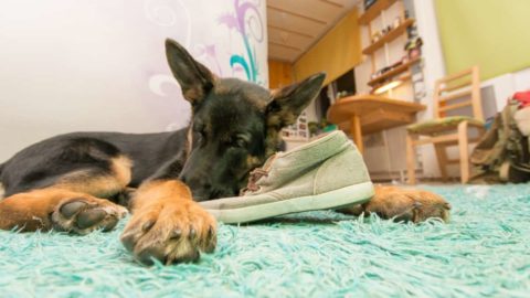 How to Stop a German Shepherd From Chewing: 8 Steps That Work!
