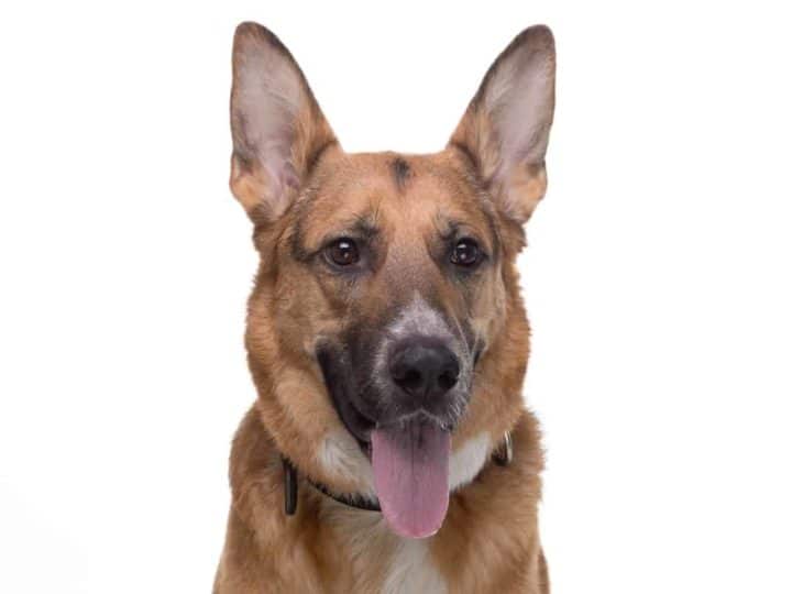 Purebred German Shepherd With White Color on Neck and Chest. Can Purebred German Shepherds Have White On Them?
