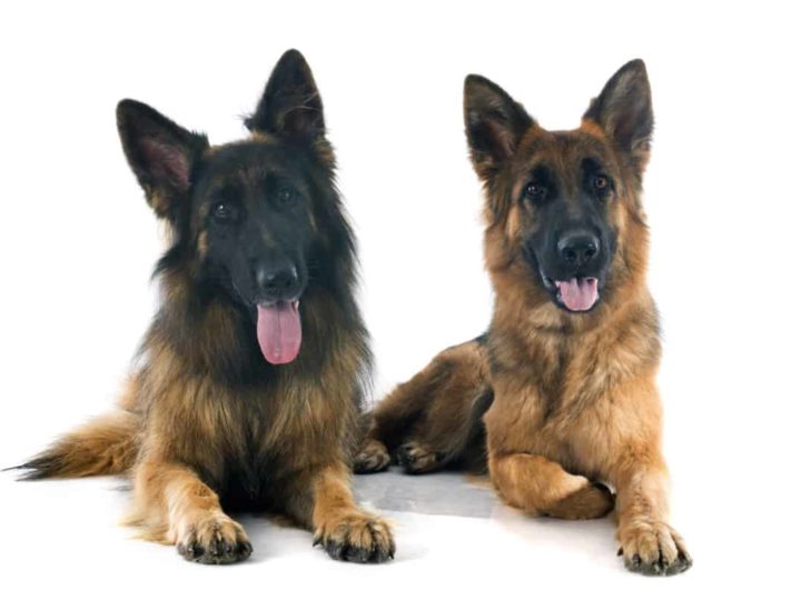 Should I Get a Male or Female German Shepherd? A Male and Female German Shepherd Lying Down Next to Each Other.