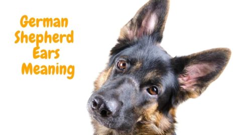 German Shepherds Ear Positions Meaning: 4 Examples with Pictures!