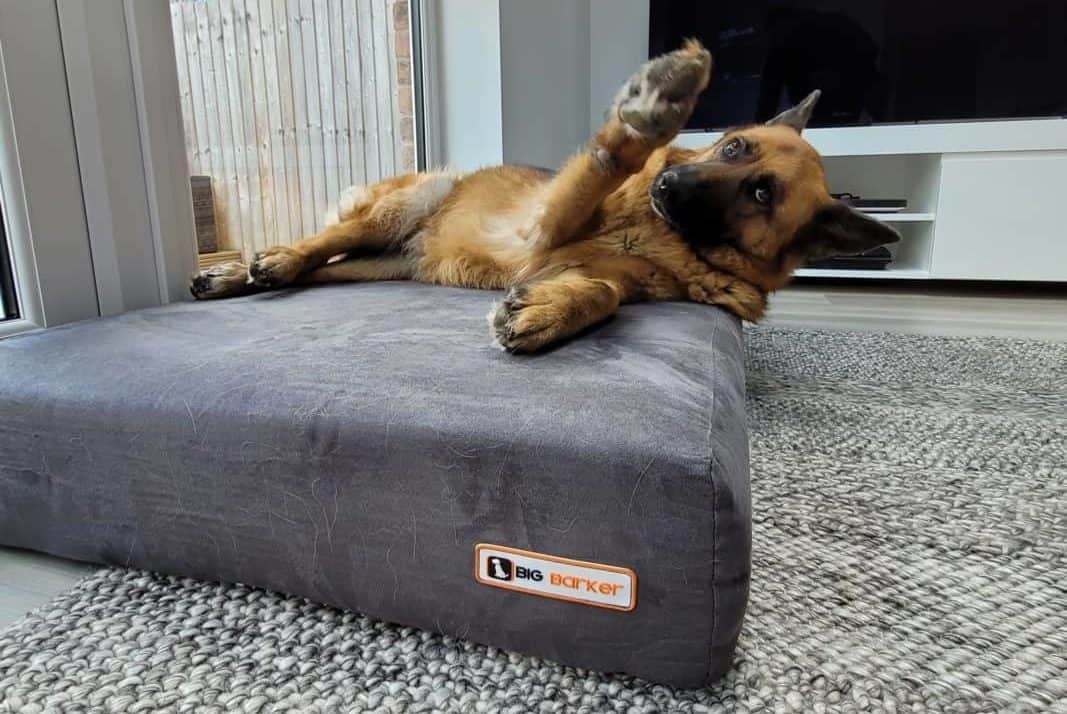 A German Shepherd on a Big Barker Orthopedic Bed. Big Barker Dog Bed Reviews.