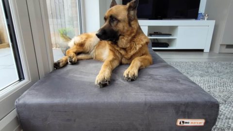 Big Barker Dog Bed Review: An Arthritic Dog Owner Weighs In