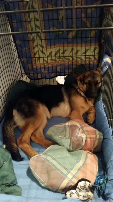 A young German Shepherd sleeping in its crate