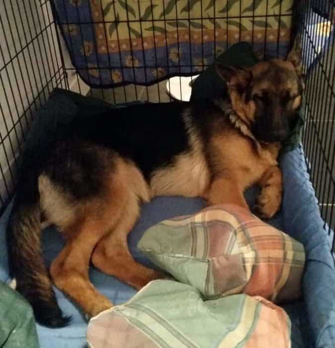 How Big of a Crate Does a German Shepherd Need?