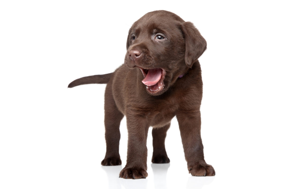 A Chocolate Labrador Puppy.