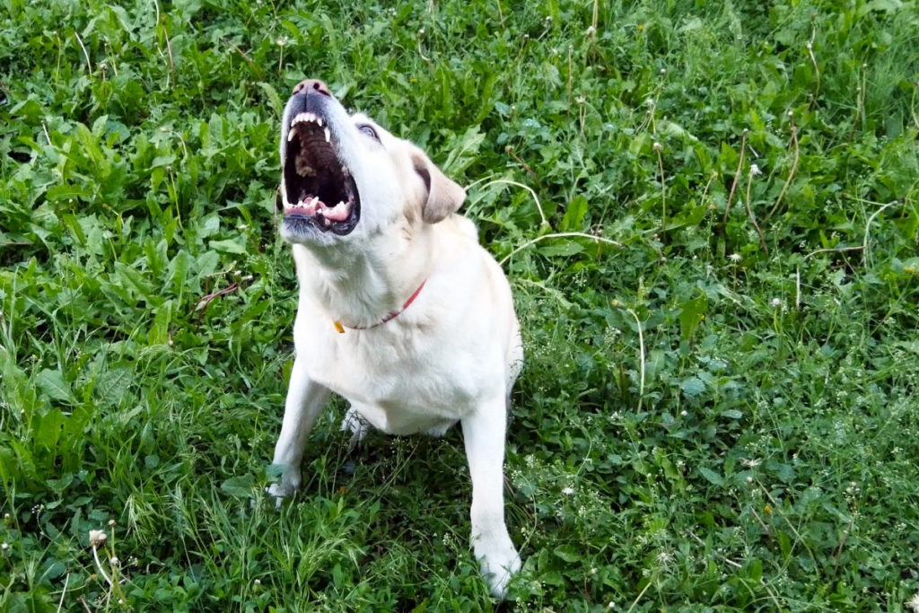 A barking Labrador Retriever. Labrador Barking at Other Dogs