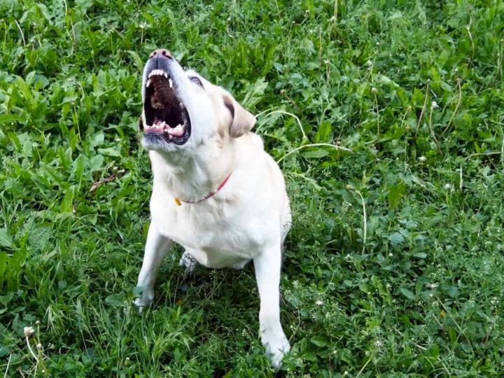 A barking Labrador Retriever. Labrador Barking at Other Dogs