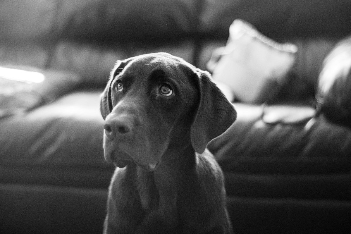 A Labrador staring at its owner. Labrador Body Language
