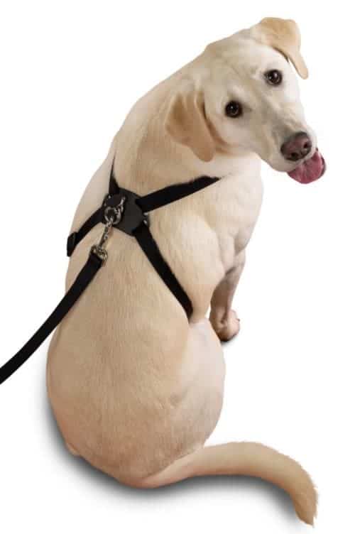 Labrador Wearing a Harness. 