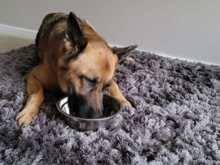 Why Do German Shepherds Lay Down to Eat?