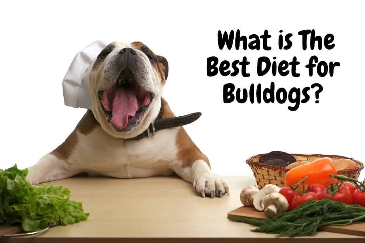 A Bulldog wearing a chefs hat. What is the Best Diet for Bulldogs?