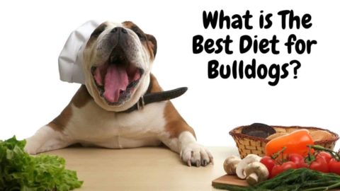 Best Diet for Bulldogs: Nutrition, Types, and More!