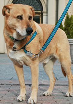 A dog wearing a no-pull harness. Best No-Pull Harness for German Shepherd