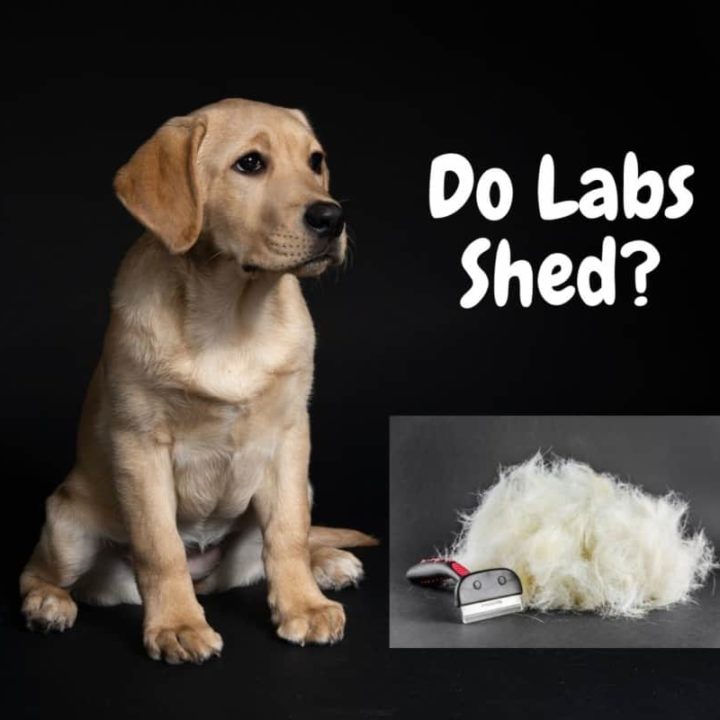 Labrador Shedding: Here's How To Reduce Lab Shedding