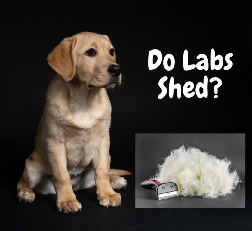 A Labrador after de-shedding next to a pile of fur. Do Labradors Shed?