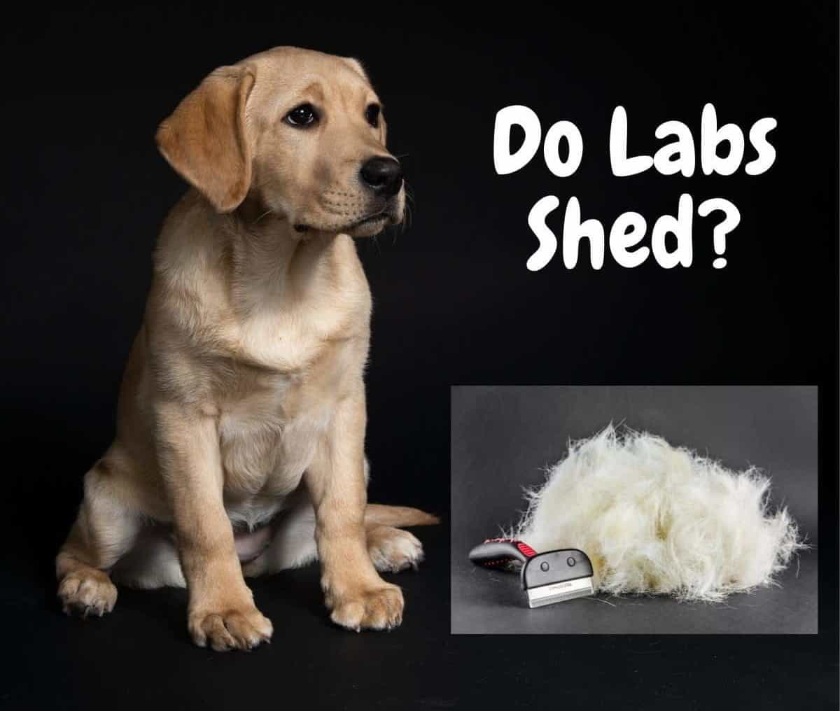 A Labrador after de-sheddeding with a file of fur. Do Labs Shed?
