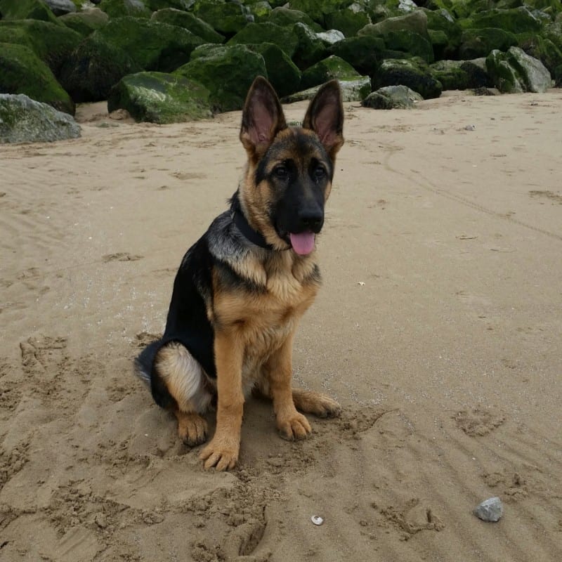 A six month old German Shepherd puppy on the sand