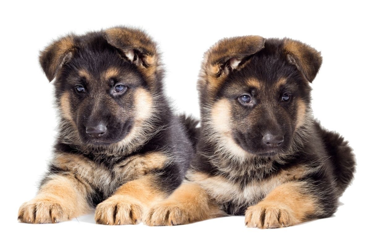Two German Shepherd Puppies. German Shepherd Puppy Training Schedule