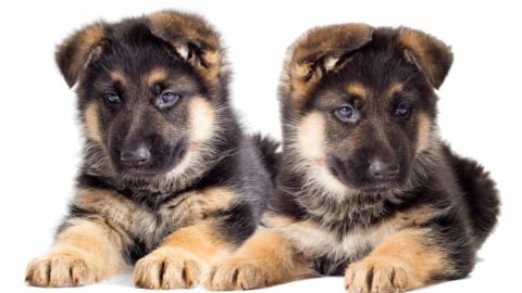 German Shepherd Puppy Training Schedule: What to Teach And When