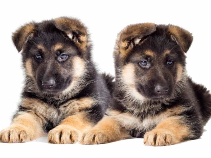 Two German Shepherd Puppies. German Shepherd Puppy Training Schedule
