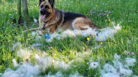 German Shepherd Shedding: Causes, Season and Solutions