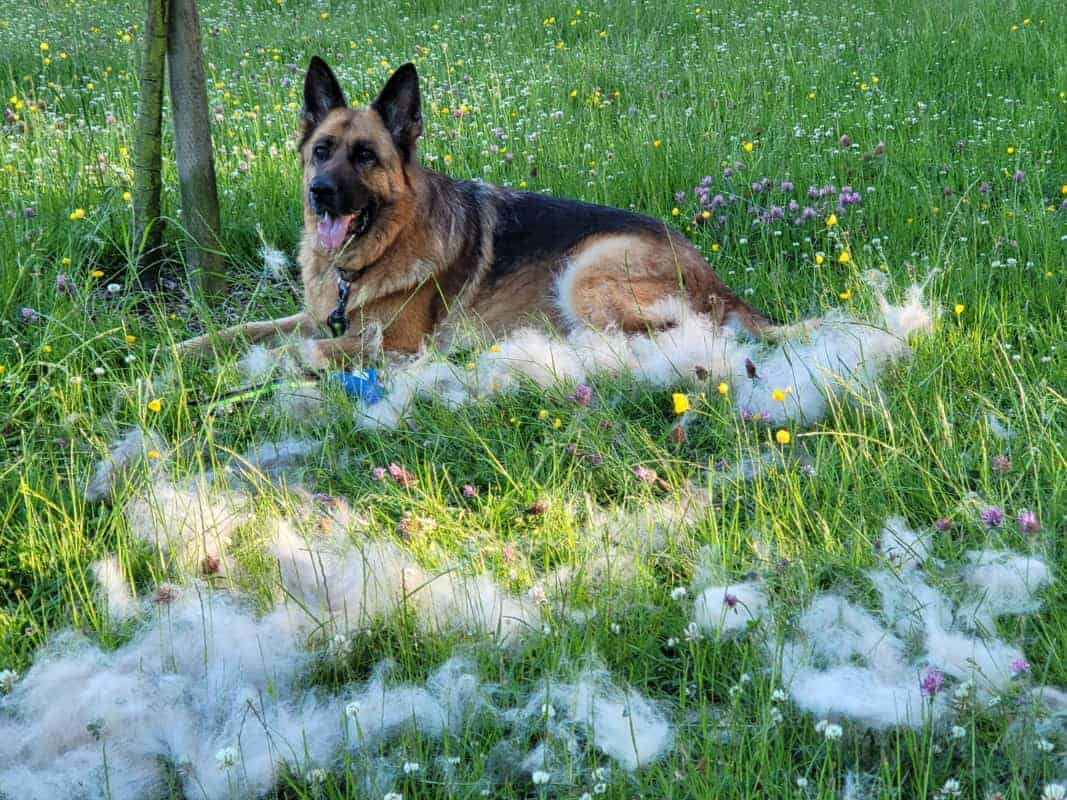 German Shepherd Shedding fur on grass 