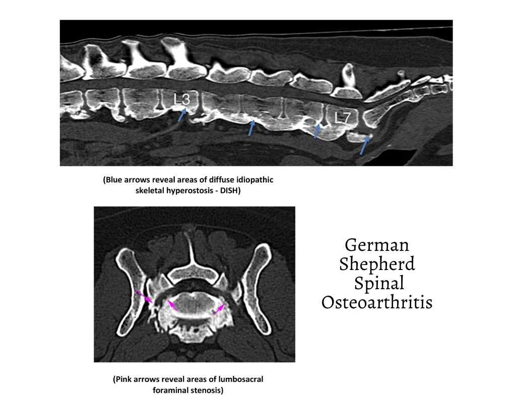 CT image of German Shepherd with Spinal Osteoarthritis