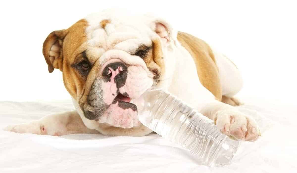A Bulldog with some water. 