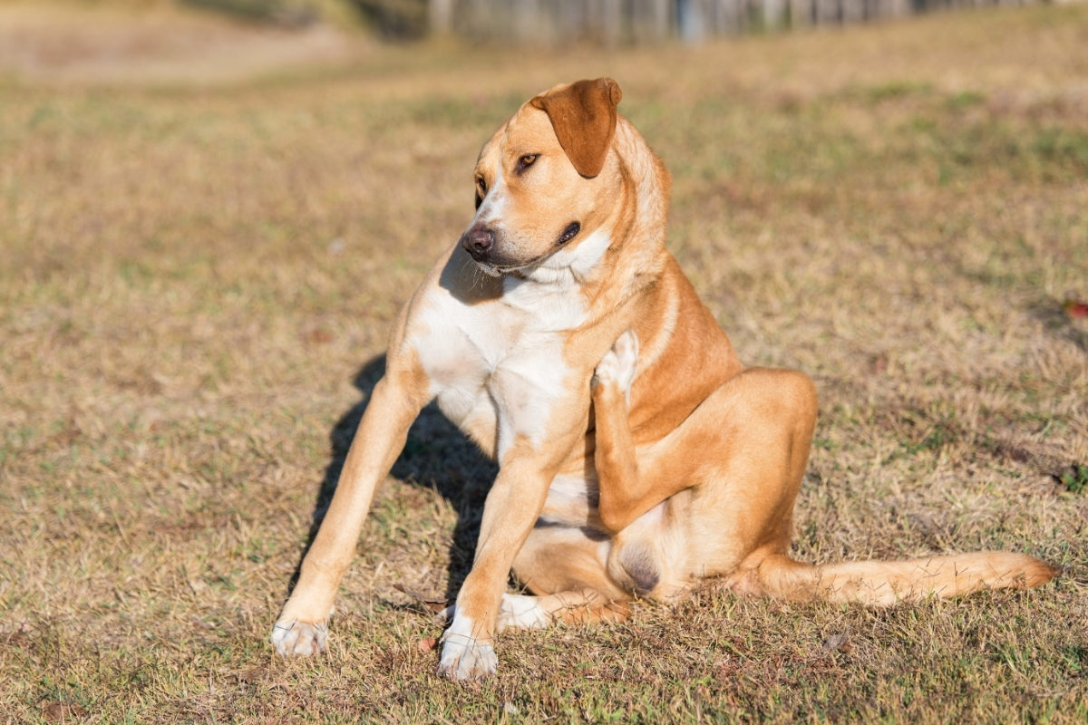 A Labrador Scratching. How To Reduce Labrador Shedding