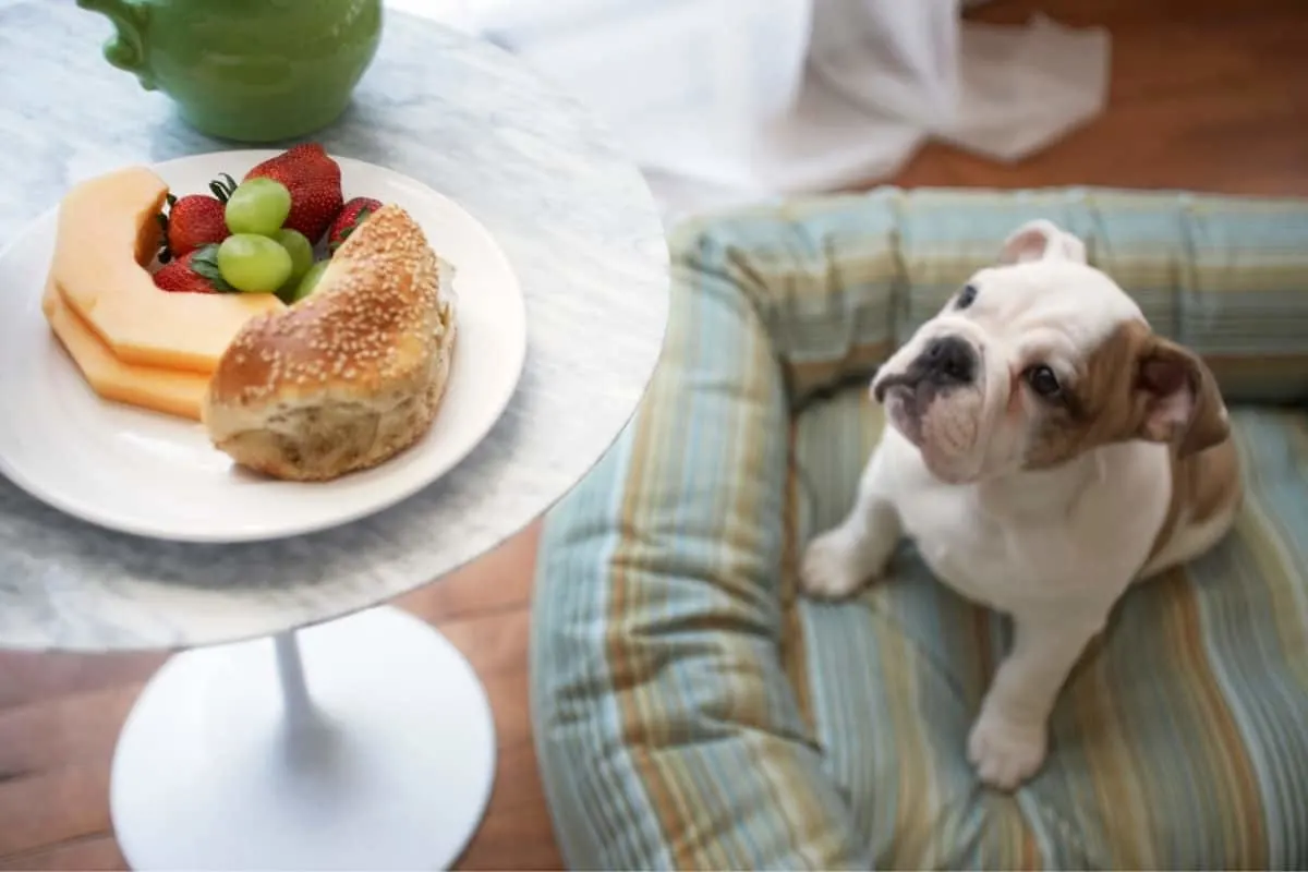 A Bulldog looking at a plate of sandwiches and fruit. What Foods Can Bulldogs Eat?