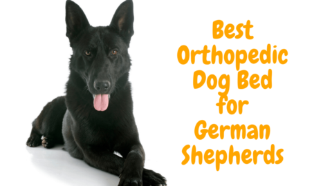 The 5 Best Orthopedic Dog Beds For German Shepherds in 2022