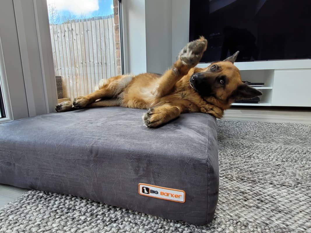 Best Orthopedic Dog Beds for German Shepherds