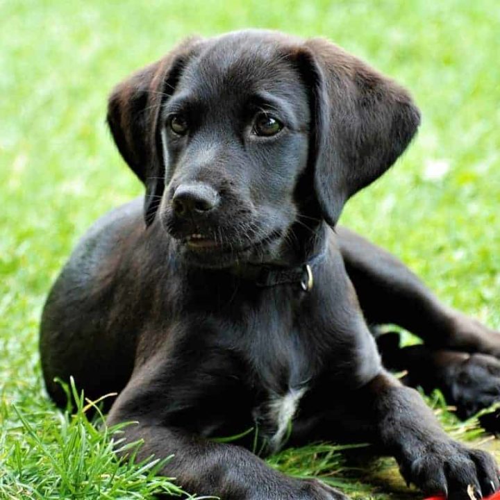 Can Purebred Labradors Have White on Them?