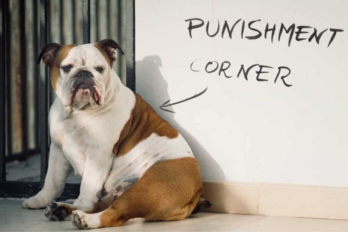 A Bulldog in Time-out. How to Discipline a Bulldog